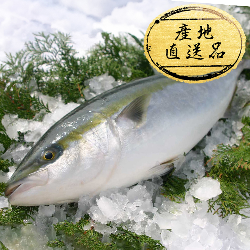 春のコレクション 産地直送-ニッスイ公式通販 海の元気倶楽部｜健康食品・海鮮 ルアー・フライ