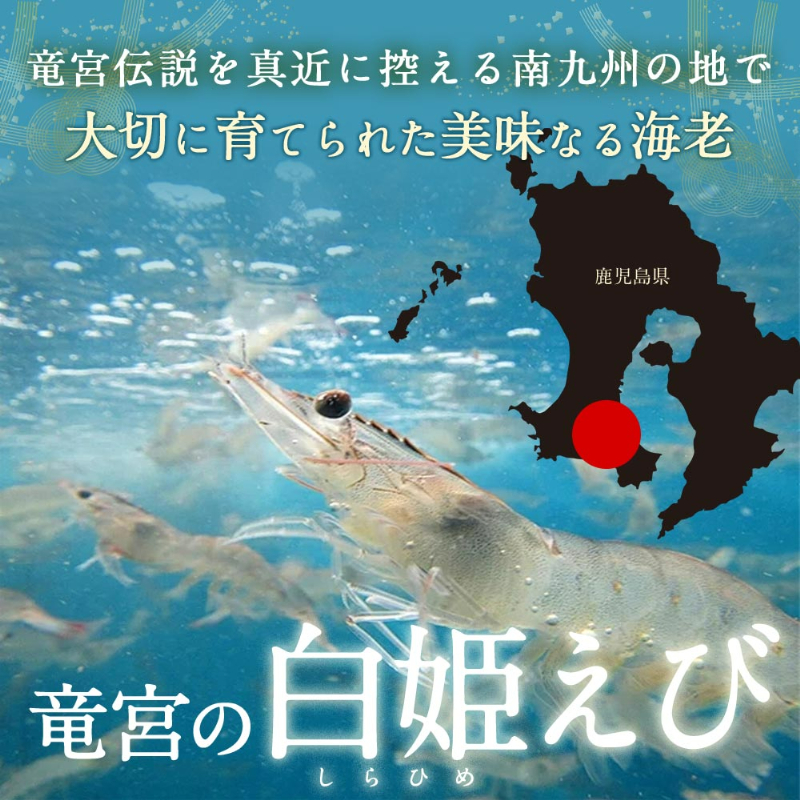 竜宮伝説を真近に控える南九州の地で大切に育てられた美味なる海老。竜宮の白姫えび。