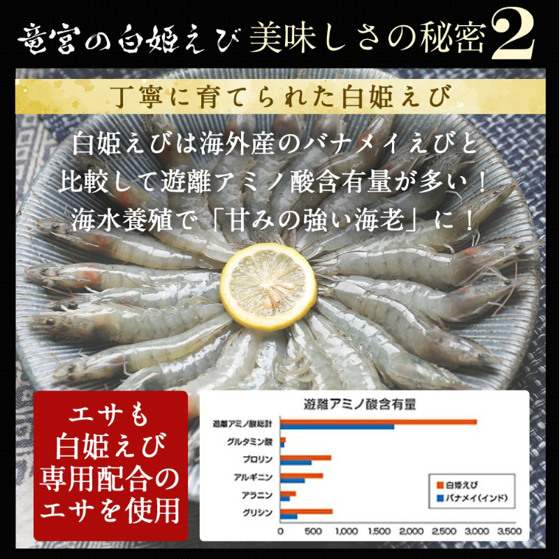 竜宮の白姫えび美味しさの秘密2。丁寧に育てられた白姫えび。白姫えびは海外産のバナメイえびと比較して遊離アミノ酸含有量が多い！海水養殖で「甘みの強い海老」に！エサも白姫えび専用配合のエサを使用。