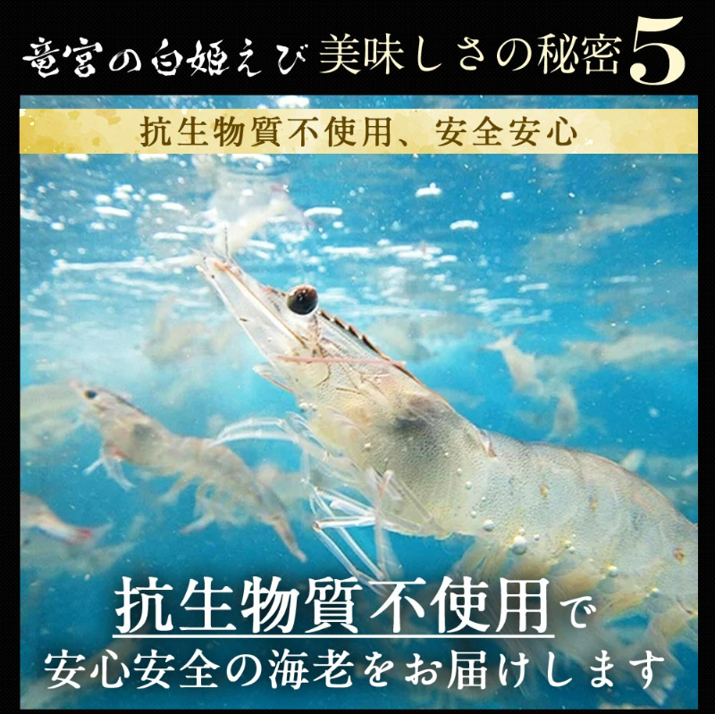 竜宮の白姫えび美味しさの秘密5。抗生物質不使用、安全安心。抗生物質不使用で安心安全の海老をお届けします。