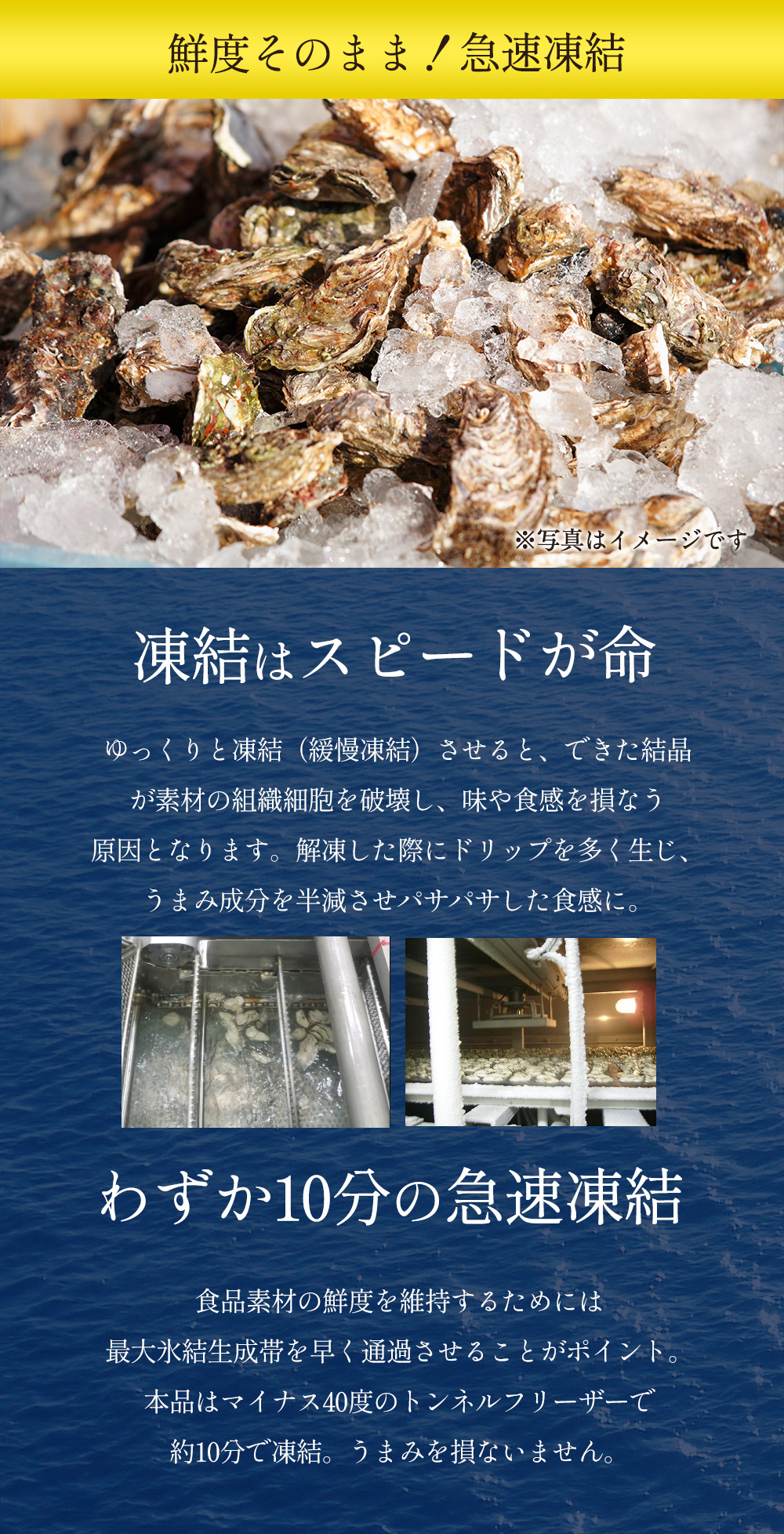 「鮮度そのまま！急速凍結」牡蠣の凍結はスピードが命！わずか10分で急速凍結することで、解凍後もドリップが少なくみずみずしい味わいを堪能していただけます。