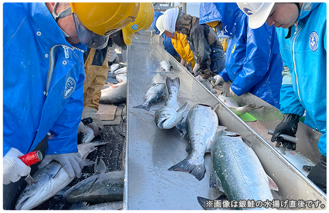 ニッスイの国産サーモン。岩手県で養殖するおいしいサーモントラウト。
